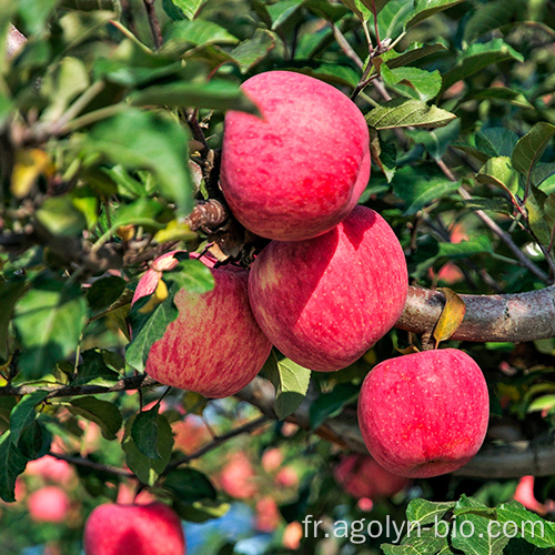 Fruits de pommes rouges chinois à vendre